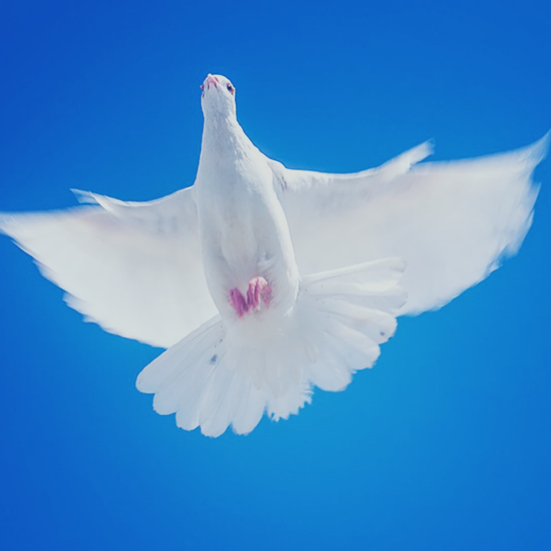 A white bird in flight against a blue sky